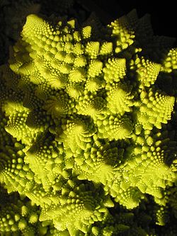 250px-Chou_Romanesco.jpg