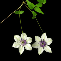 Clematis_florida.jpg