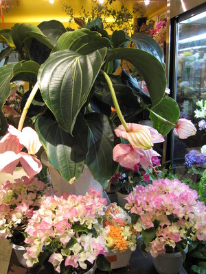 IMG_2647.JPG